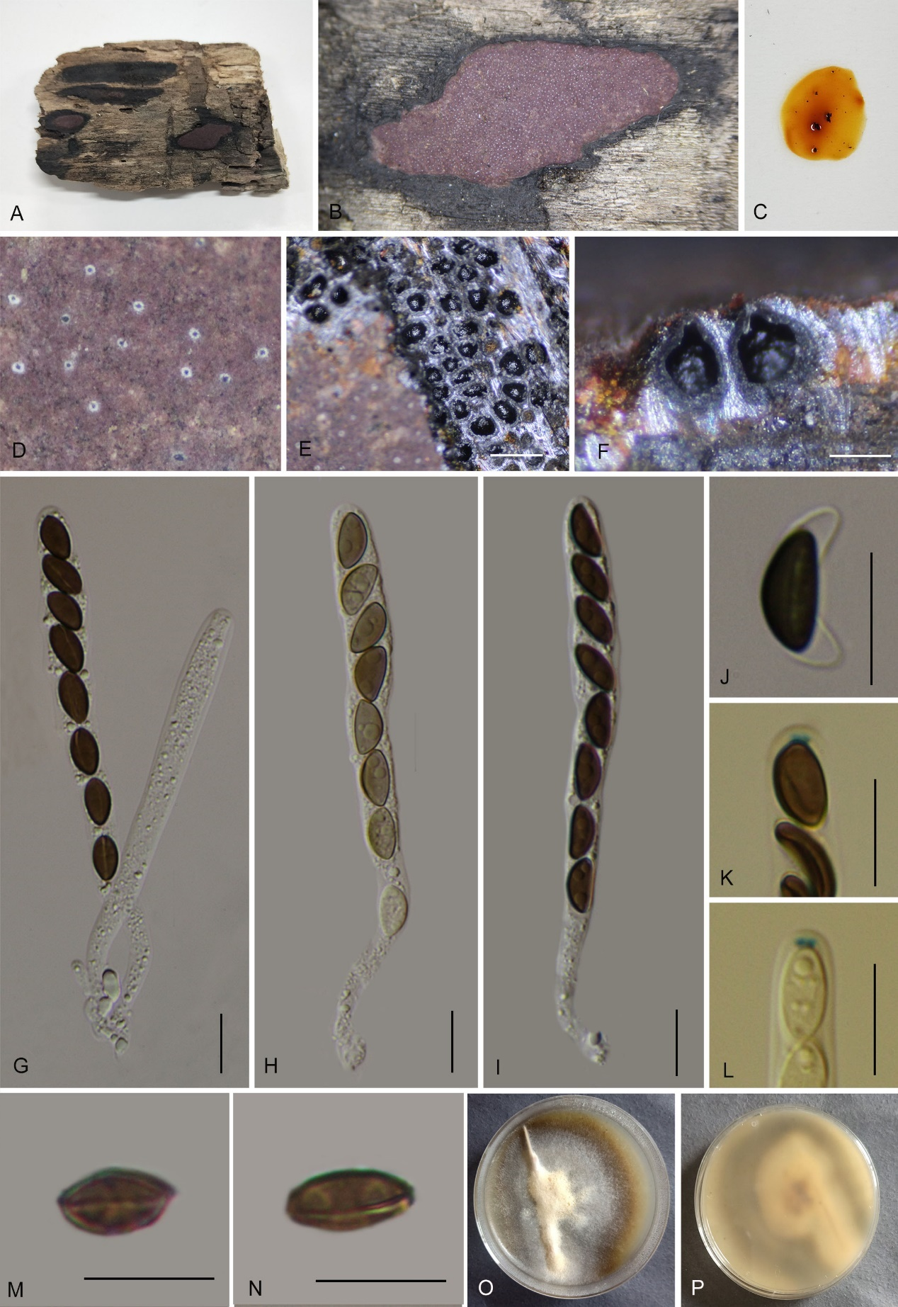 Figure 15